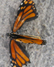 monarch